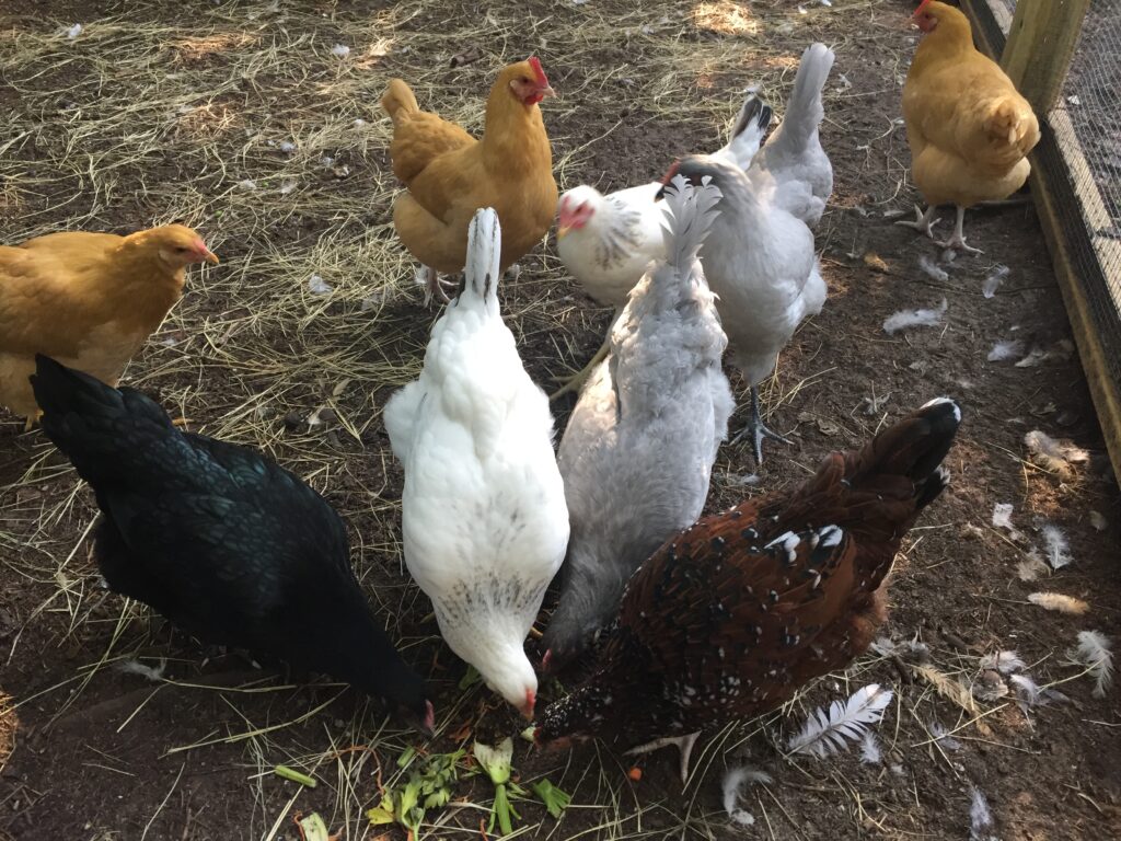 A flock of nine hens eating scraps of vegetables off the ground.