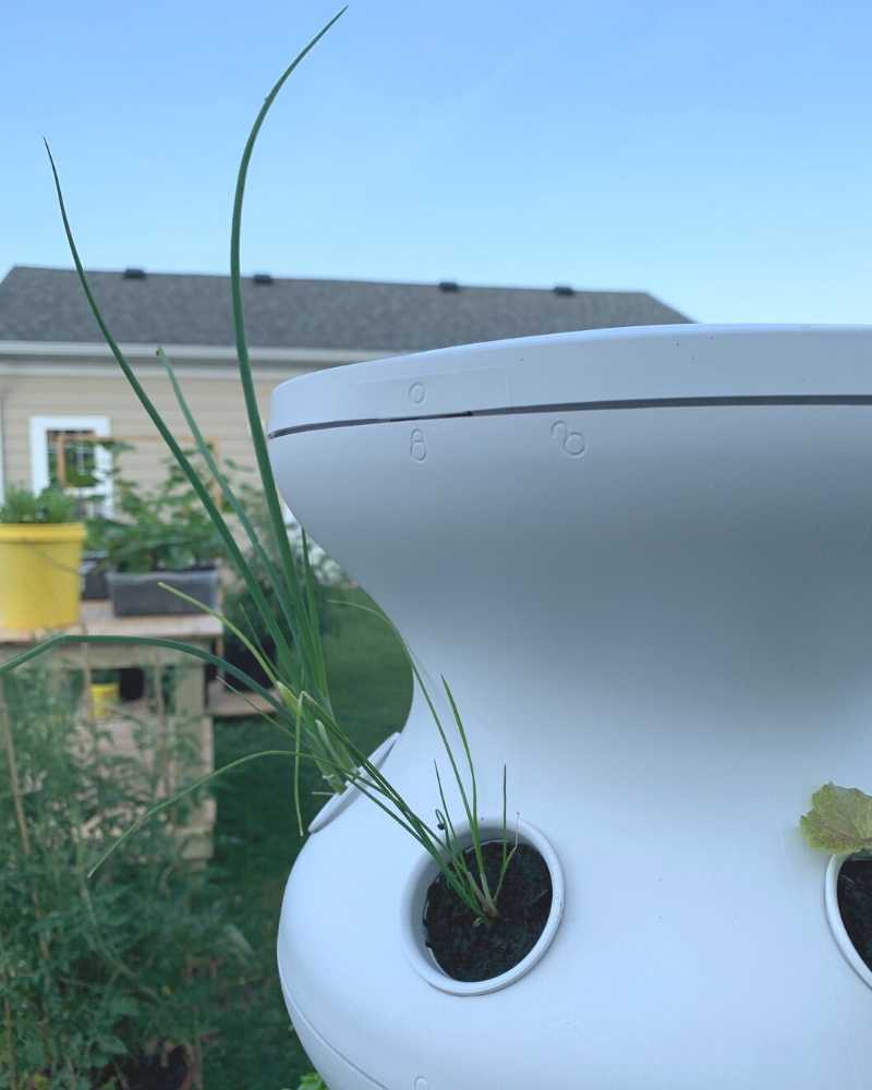 Chives and onions growing in the Lettuce Grow hydroponic Farmstand