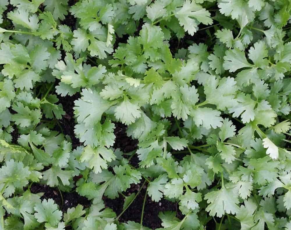 A closeup of cilantro growing. Cilantro very closely resembles flat leaf parsley