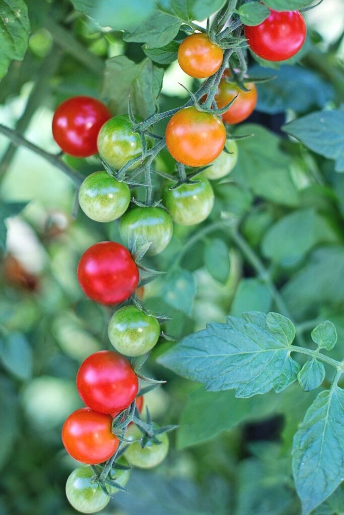 A close up of clustered cherry tomatoes. Some are completely ripe while others are only partially ripe or totally green.
