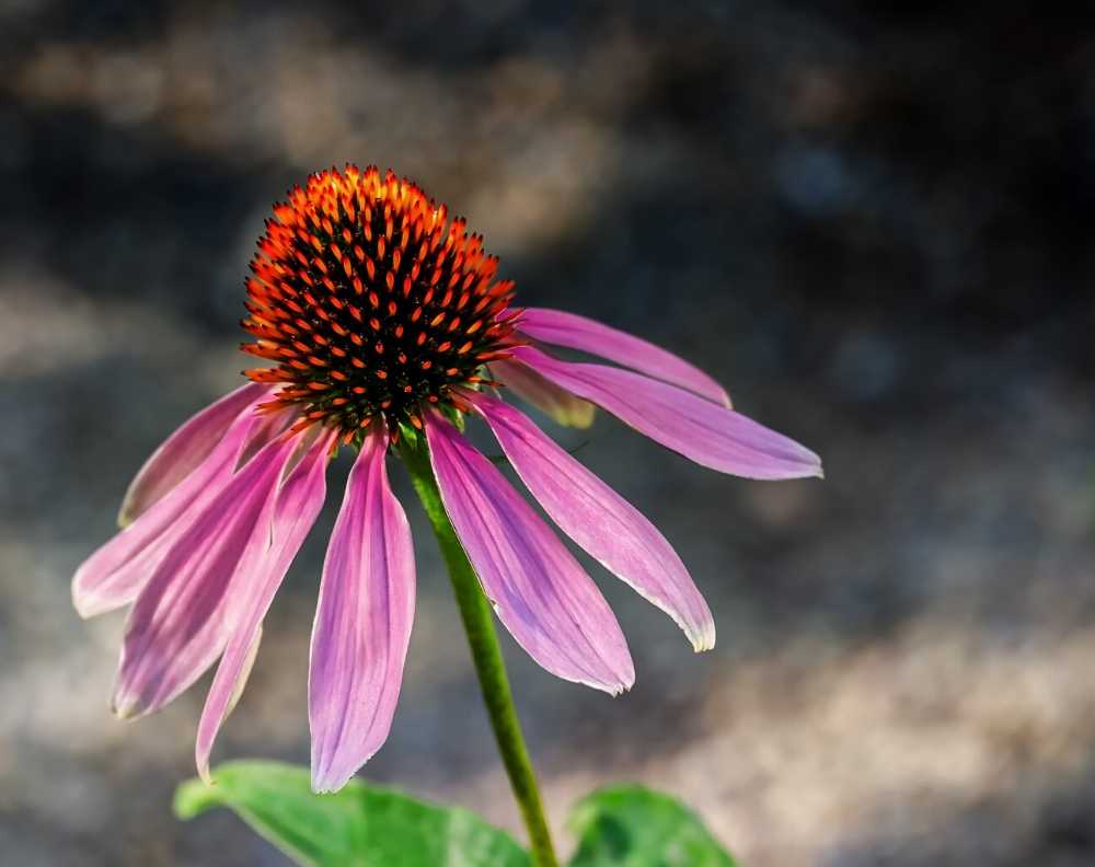 A close up view of a blossoming purple coneflower echinacea