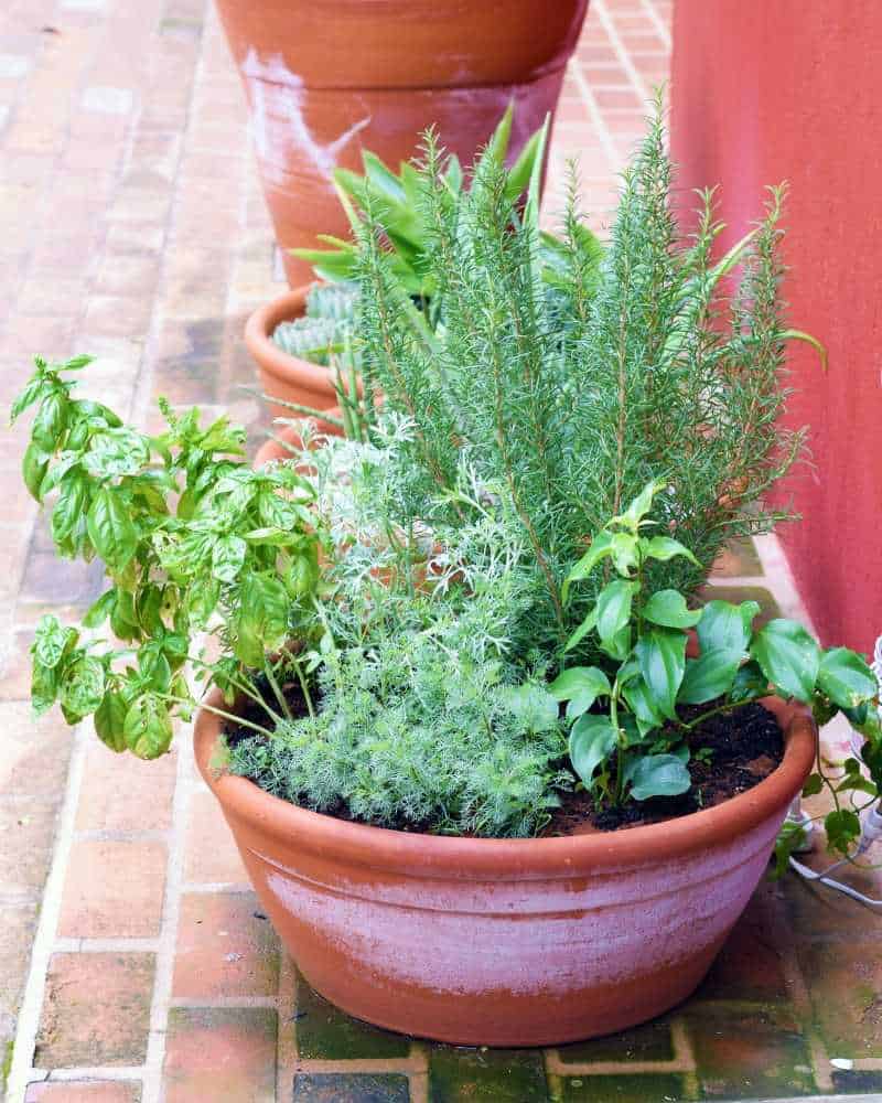 A terra cotta container growing a variety of plants including rosemary, dill, and basil