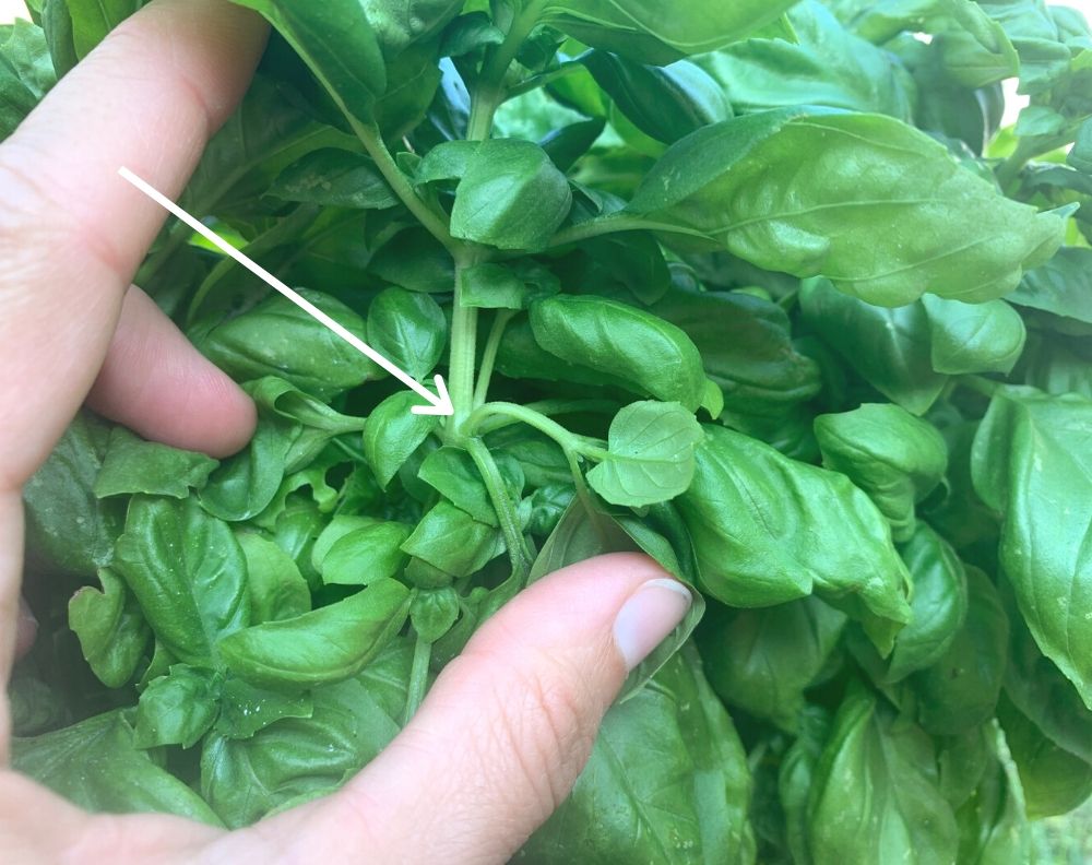 A hand holding a basil plant's leaves apart with a white arrow pointing at a node.