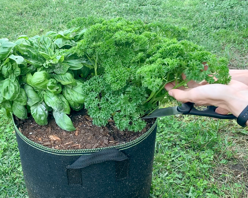 Cutting parsley stems off at the base. There is a basil and a basil plant growing in the same container. Hands with black kitchen scissors are reaching in from the right to cut parsley stems off at the base.