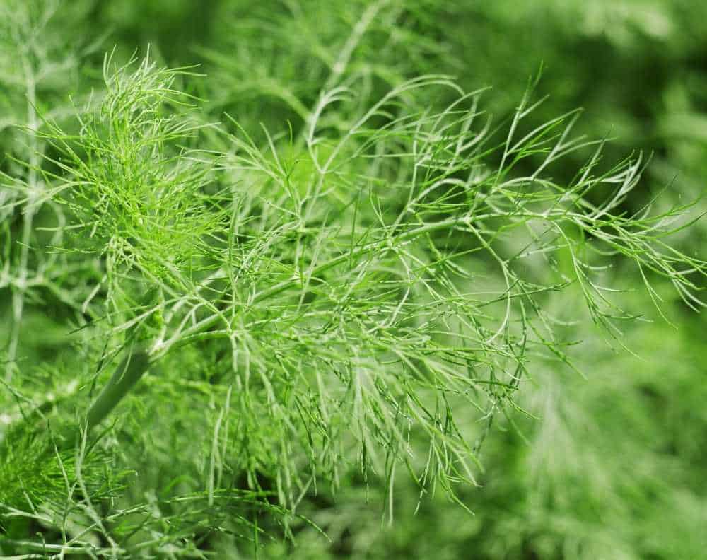 A closeup of a growing dill plant. Dil has feathery leaves that look similar to the foliage on an asparagus plant.