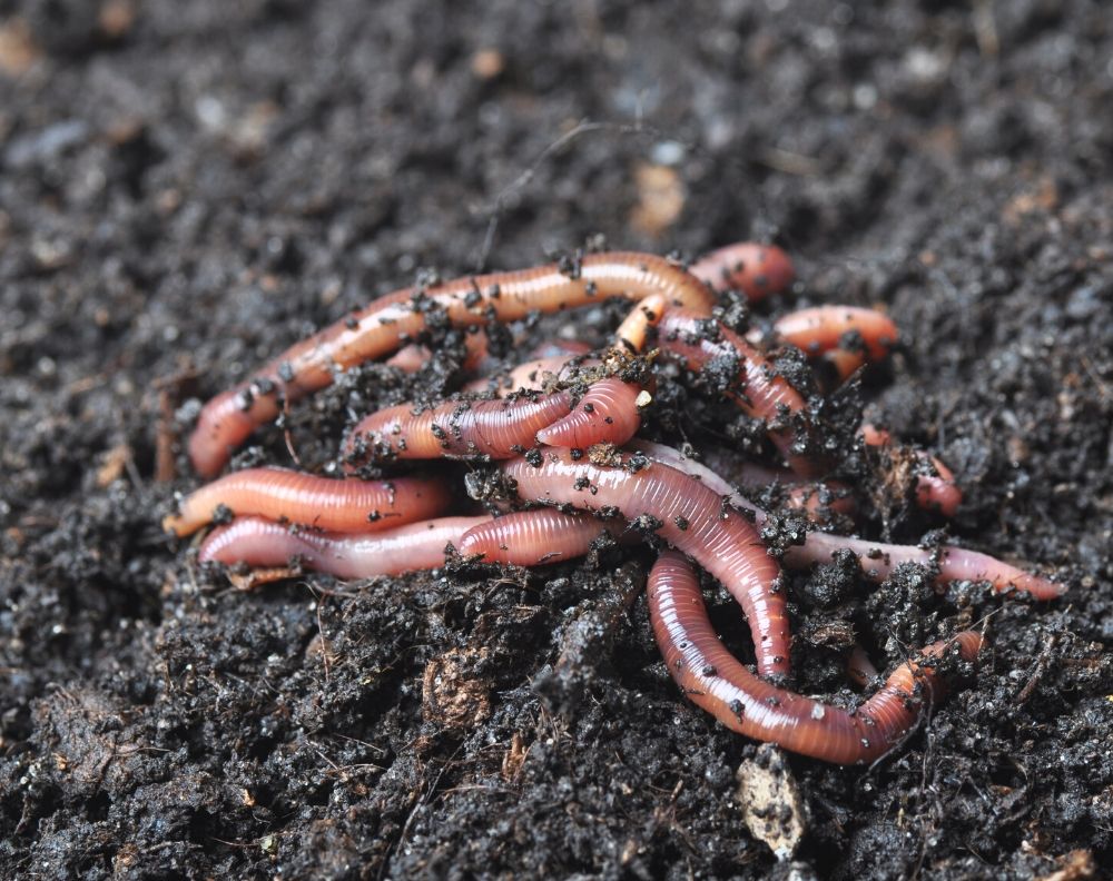 A closeup of a pile of red wriggler worms on moist dirt