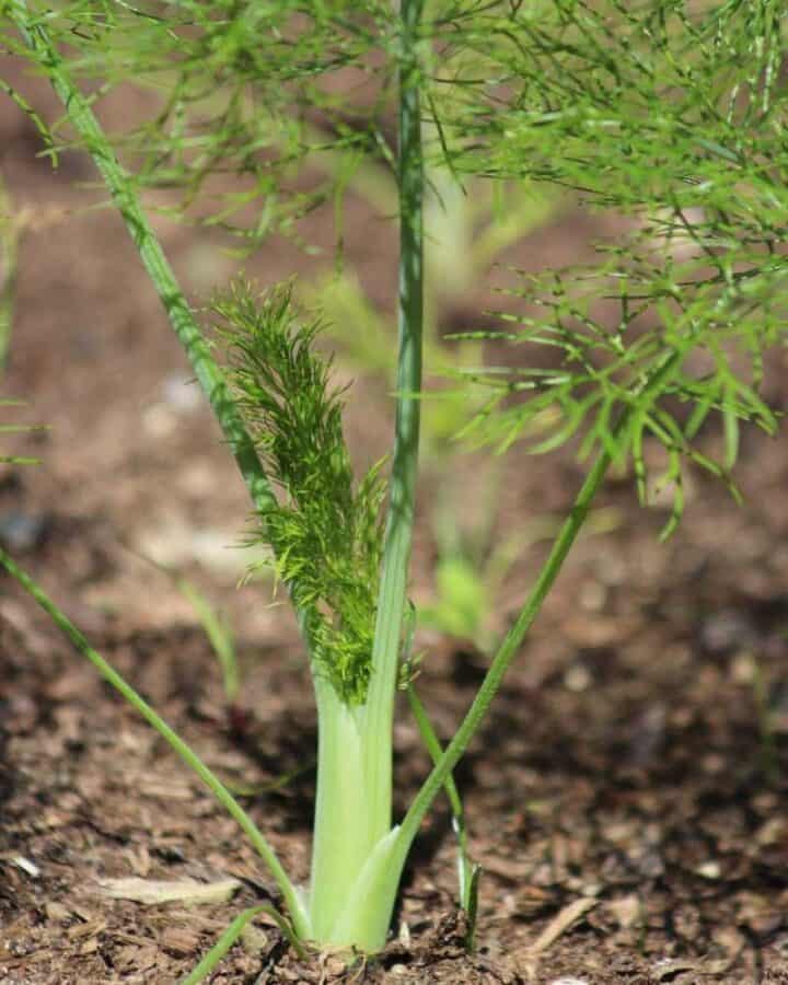 Planting Herbs Together (Which herbs to grow together & mistakes to ...