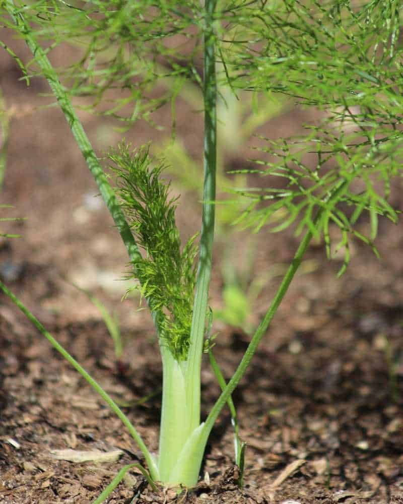 A growing fennel plant. The stalk is growing out of the ground and a few feathery fennel leaves are visible.