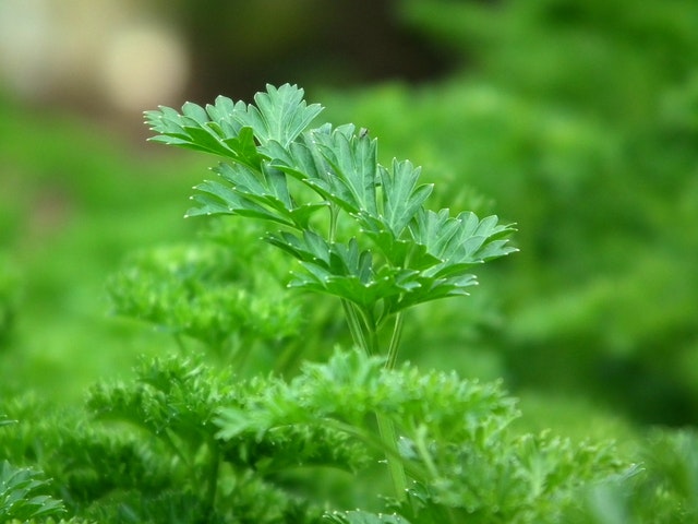 A close up of a flat leaf parsley plant