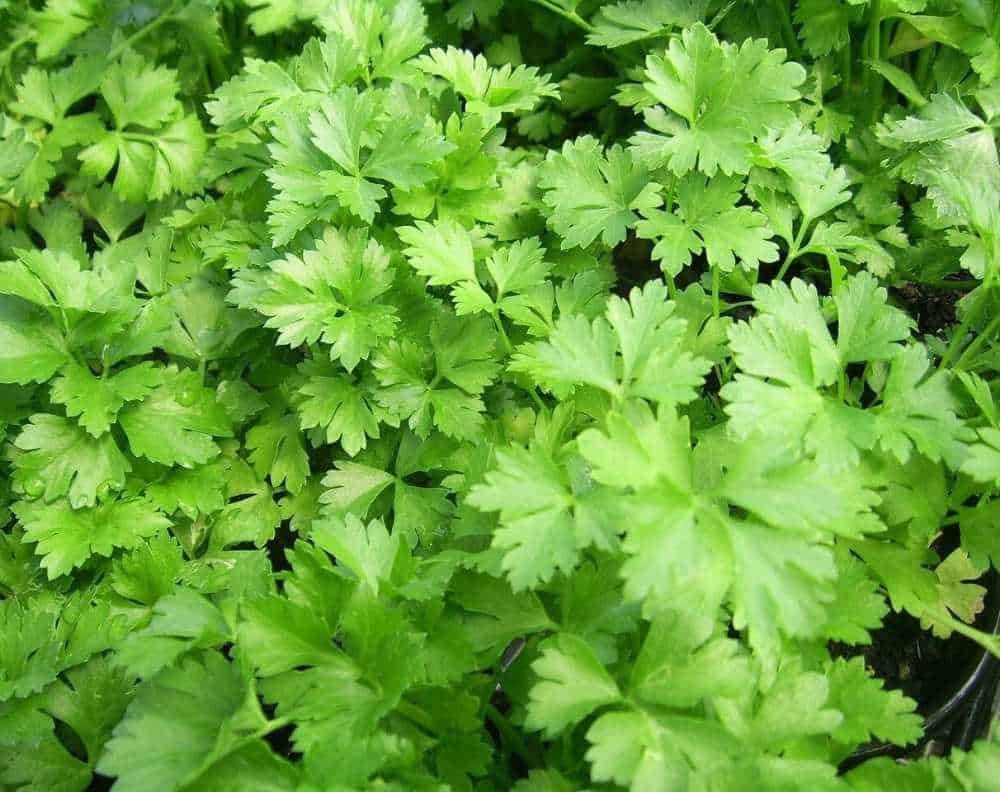 A closeup of flat leaf parsley growing. 