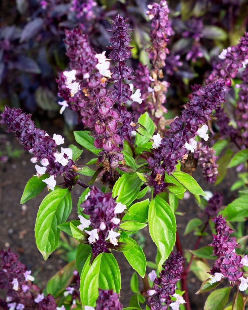 A flowering basil plant. The leaves are green and the plant has abundant purple flowers. 