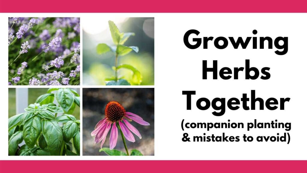 On the right is a grid of four square images featuring lavender, mint, basil, and echinacea. On the right is the text "growing herbs together (companion planting and mistakes to avoid)