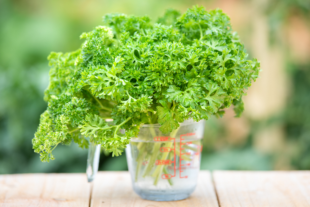 Une tasse à mesurer en pyrex posée sur une table en bois déborde de tiges de persil coupées. Le feuillage vert d'un jardin est visible, hors champ, en arrière-plan