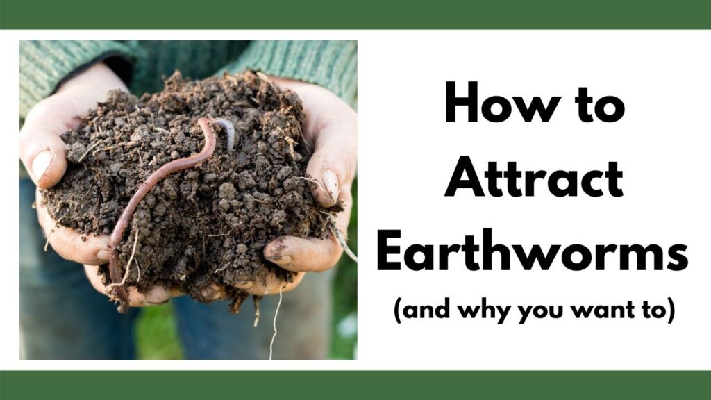 On the left  are a woman's hands with a handful of earth and an earthworm. On the right is the text "how to attract earthworms (and why you want to)"