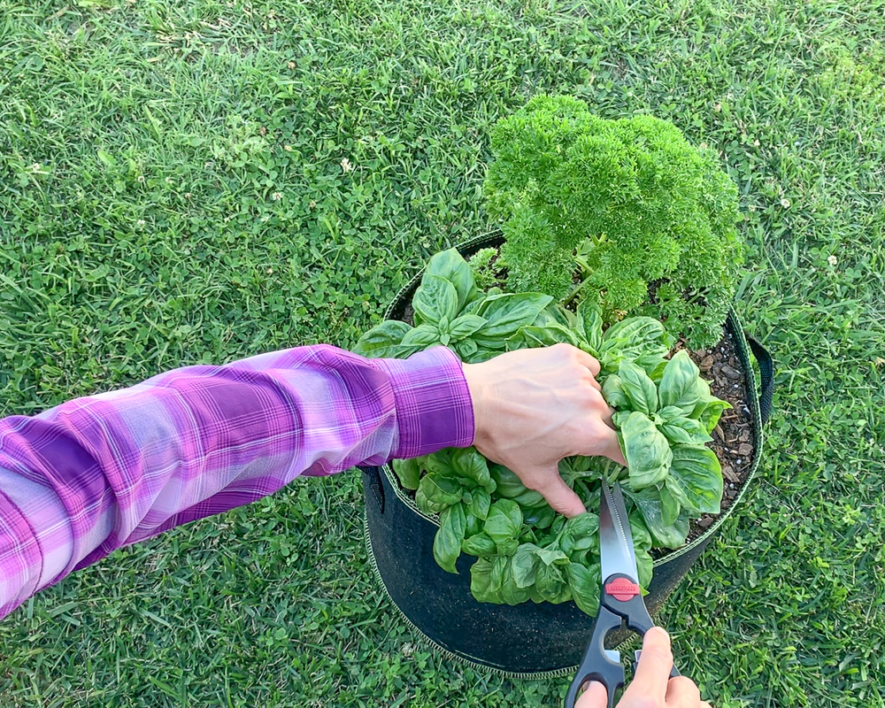 A woman pruning her basil plant. The basil is growing in a container with parsley. The woman is wearing a bright purple shirt. Only her arms and hands are visible. She is using a pair of kitchen scissors to cut the basil plant at a node above a set of leaves.