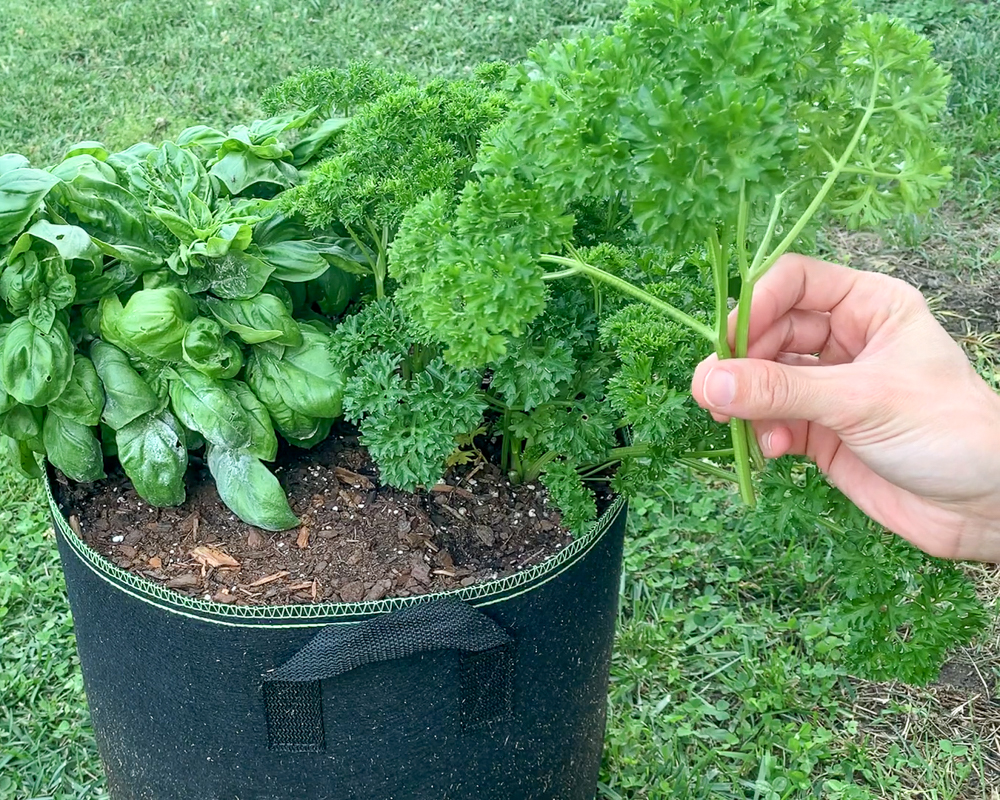 Parsley e manjericão a crescerem juntos no mesmo recipiente de tecido preto. Uma mão é visível à direita e segura dois caules de salsa de folha enrolada cortada