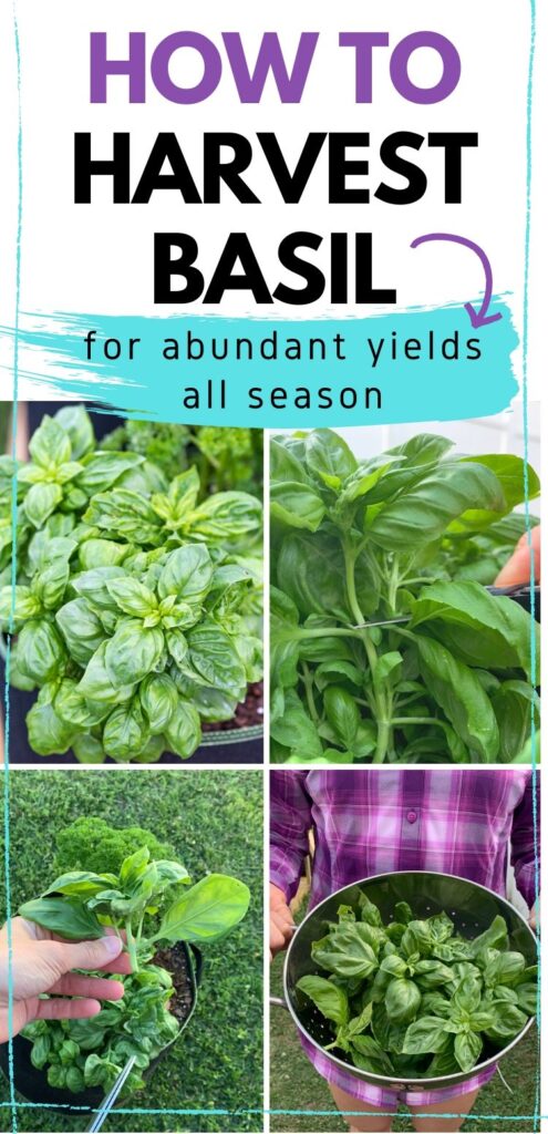 Text "how to harvest basil for abundant yields all season." Below is A four picture collage of how to trim basil. The top left is a basil plant. The top right shows a pair of scissors cutting the plant. On the bottom left is a hand holding the removed basil top. On the bottom right is a colander full of basil being held by a woman in a purple plaid shirt