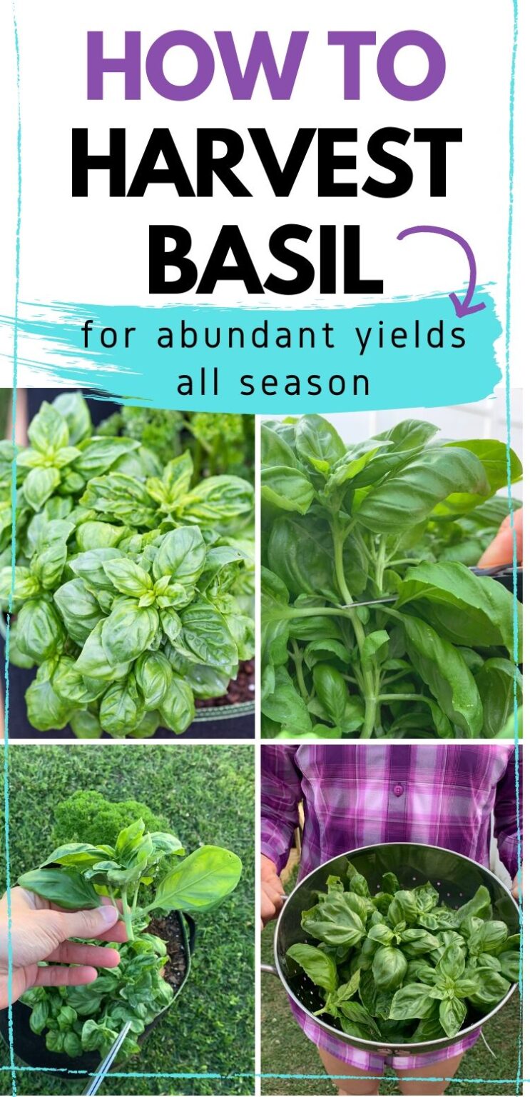 How to Harvest Basil (Mustknow tip for an abundant harvest