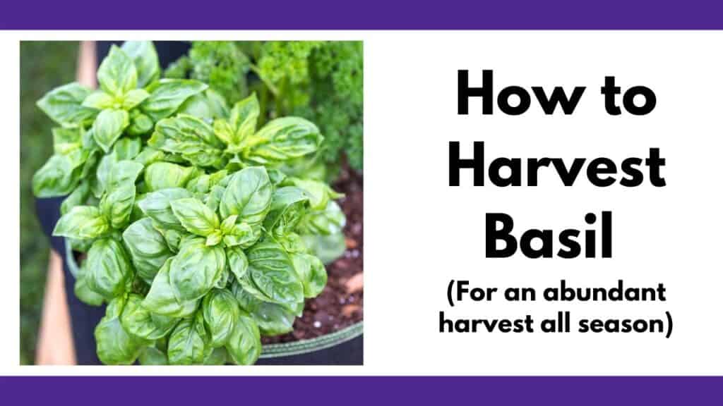 On the left is a square image of a basil plant growing. On the right is the text "How to harvest basil for an abundant harvest all season"