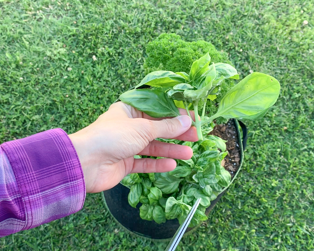 A cut off top from a basil plant being held by a woman's hand. She is wearing a bright purple shirt. The erst of the basil plant is visible in the background.