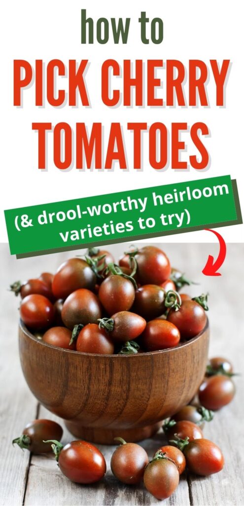 text "how to pick cherry tomatoes & drool worthy heirloom tomato varieties to try" with a picture of black and red cherry tomatoes in a bowl