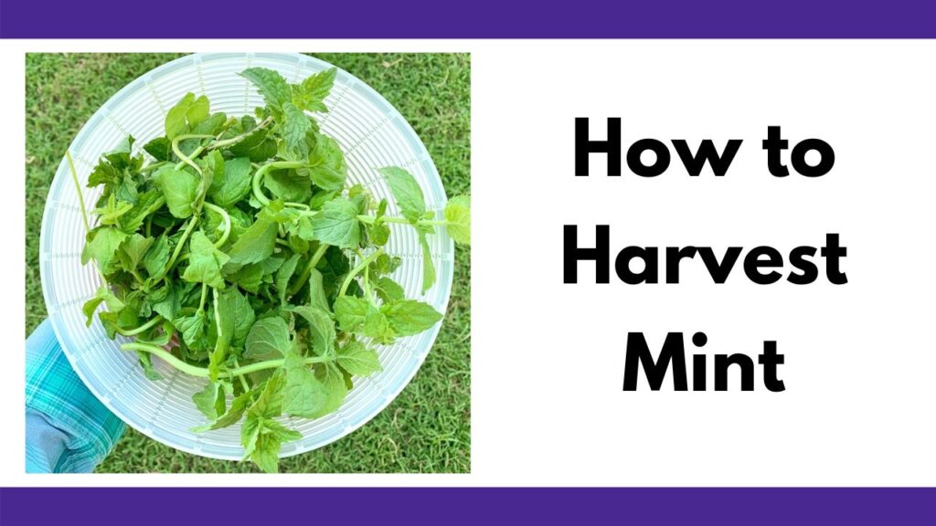 On the left is a photo of a plastic strainer full of fresh mint leaves. On the right is the text "How to Harvest Mint"