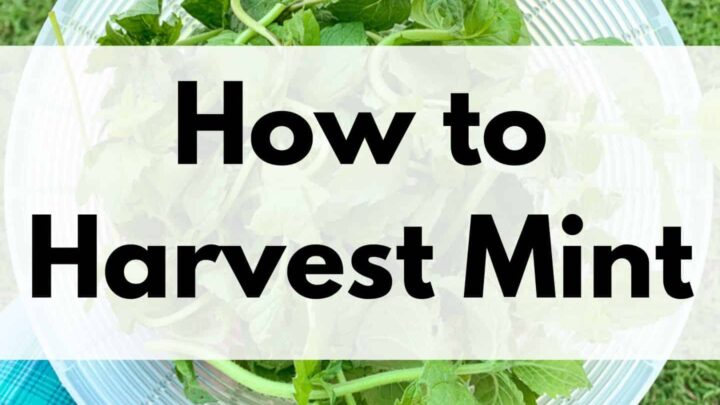 text overlay "how to harvest mint" over a picture of a woman's hand holding a plastic strainer basket of mint