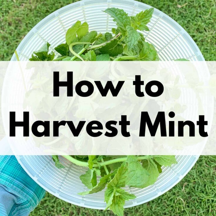 text overlay "how to harvest mint" over a picture of a woman's hand holding a plastic strainer basket of mint