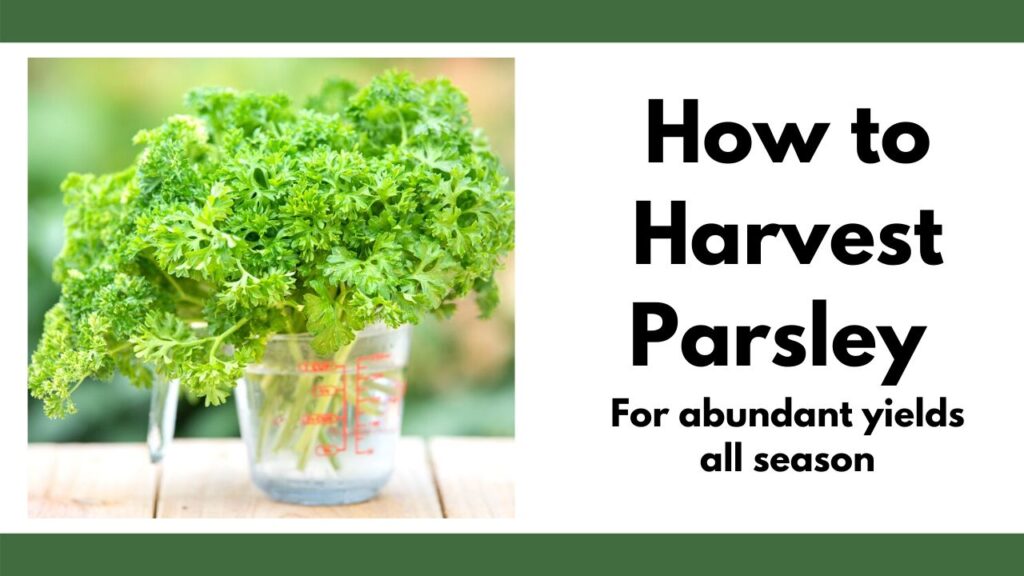 A la izquierda hay una imagen de un vaso medidor de pyrex lleno de tallos de perejil recién cortados. A la derecha, el texto "cómo cosechar perejil para obtener un rendimiento abundante durante toda la temporada""how to harvest parsley for abundant yields all season"