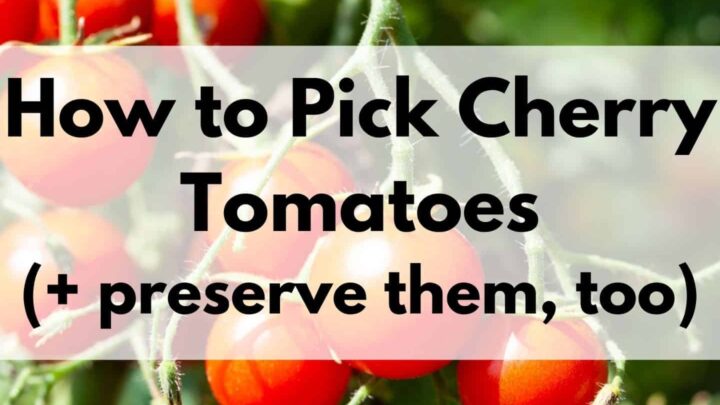 text "how to pick cherry tomatoes" on a transparent white box in front of a photo of ripe cherry tomatoes on a tomato plant. The photo is close up and the small cluster of tomatoes fills the frame.