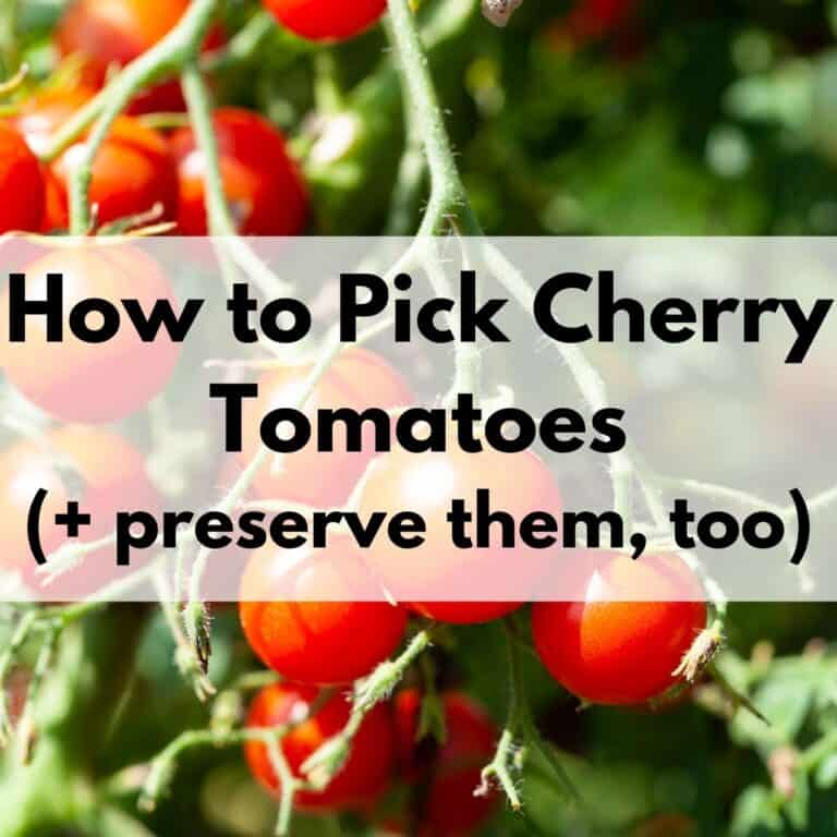 text "how to pick cherry tomatoes" on a transparent white box in front of a photo of ripe cherry tomatoes on a tomato plant. The photo is close up and the small cluster of tomatoes fills the frame.
