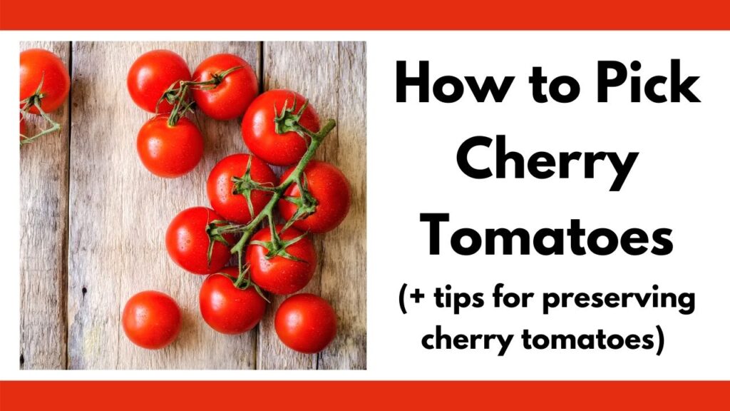 How to Pick and Preserve Cherry Tomatoes (plus drool-worthy cherry