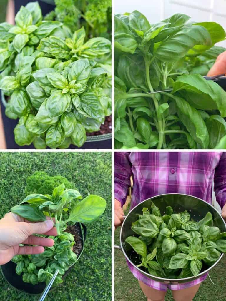 A four picture collage of how to trim basil. The top left is a basil plant. The top right shows a pair of scissors cutting the plant. On the bottom left is a hand holding the removed basil top. On the bottom right is a colander full of basil being held by a woman in a purple plaid shirt