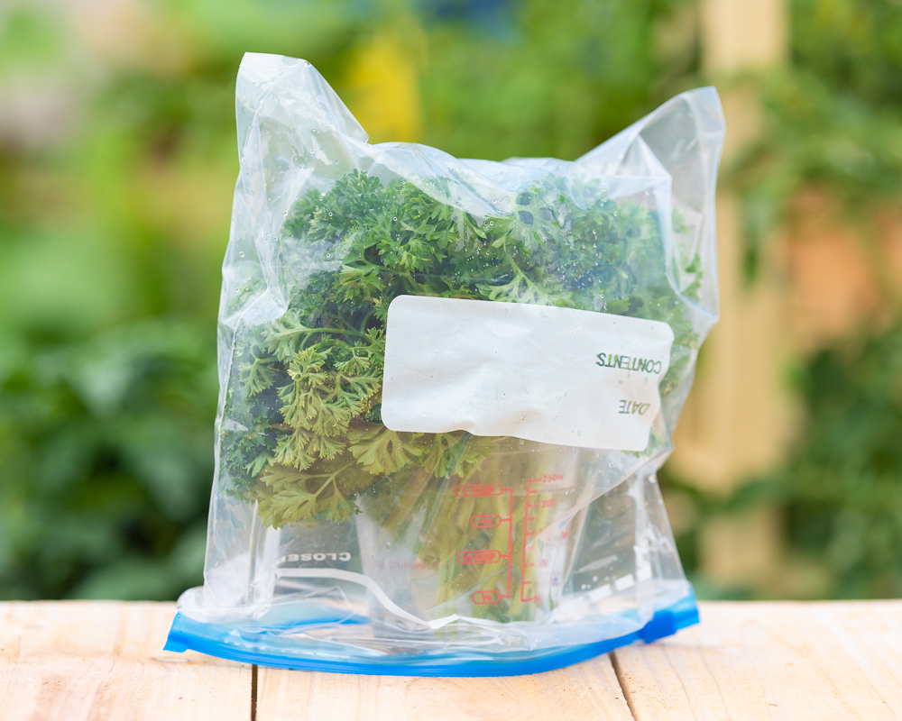 Un vaso medidor de pyrex lleno de tallos de perejil recogidos y cubierto con una bolsa de congelación de un galón. Está sentado en una mesa de madera y la vegetación verde de un jardín está fuera de foco en el fondo