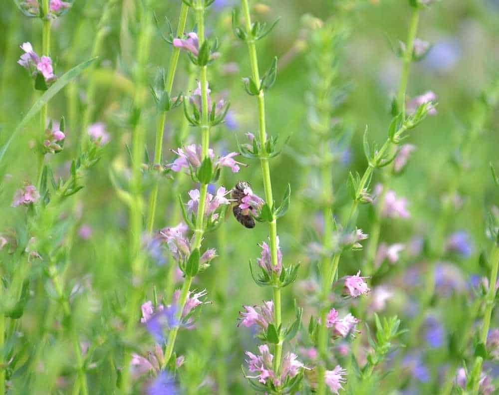 Flowering hyssop with a bumblebee. Hyssop forms long branches with small purple flowers and small, slender leaves 