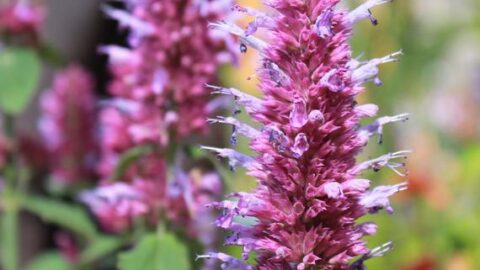 Image for Hummingbird Mint Live Plant