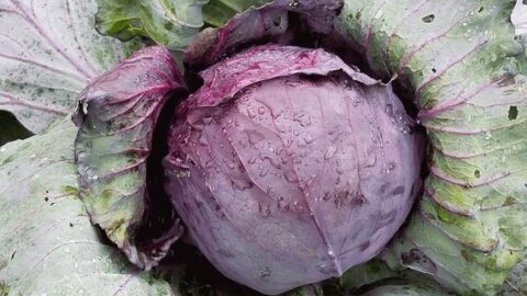 Image for Purple Round Cabbage