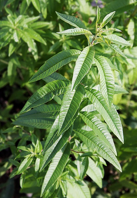 A lemon verbena plant. Lemon verbena has long, narrow, pointed leaves. 