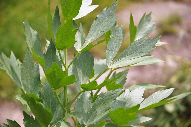 A closeup of growing lovage. It looks like parsley with deeper grooves in the leaves.