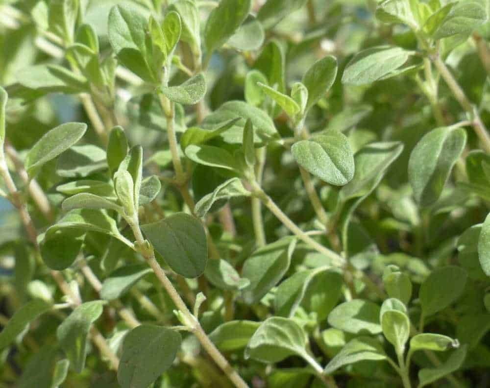 A close up view of a growing marjoram plant