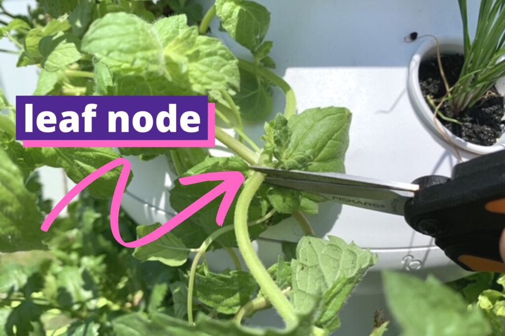 A pair of garden snips on a mint stem right above a leaf node. A pink arrow points at the stem with the text "leaf node"