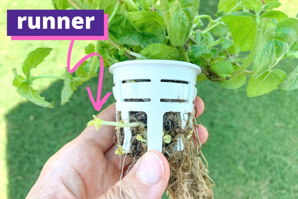 A picture of a hydroponic grow system cup with a mint plant. The mint is sending out runners. There is a pink arrow with the label "runner" pointing at a large runner.