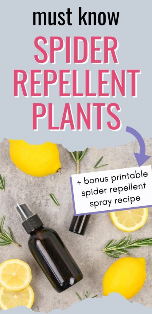 text "must know spider repellent plants - +bonus printable spider repellent spray recipe" with a picture of an amber glass spray bottle surrounded by sprigs of rosemary and slices of lemon