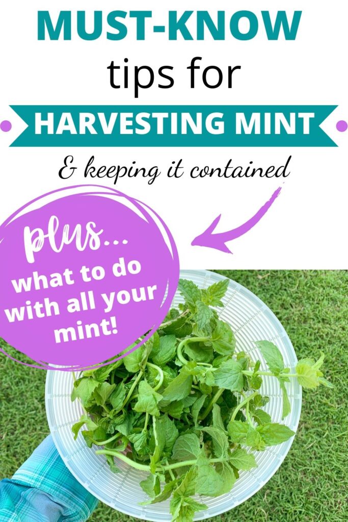 text "must know tips for harvesting mint & keeping it contained plus what to do with all your mint!" Below the text is a picture of a plastic strainer full of freshly harvested mint leaves