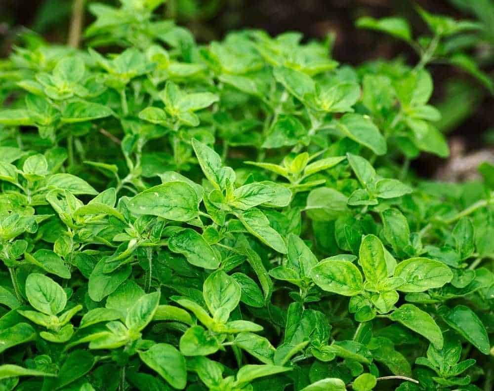 A close up view of a growing oregano plant