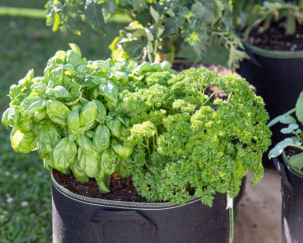 parsley and basil growing together in a black nonwoven fabric grow bag. A tomato plant is visible in the background