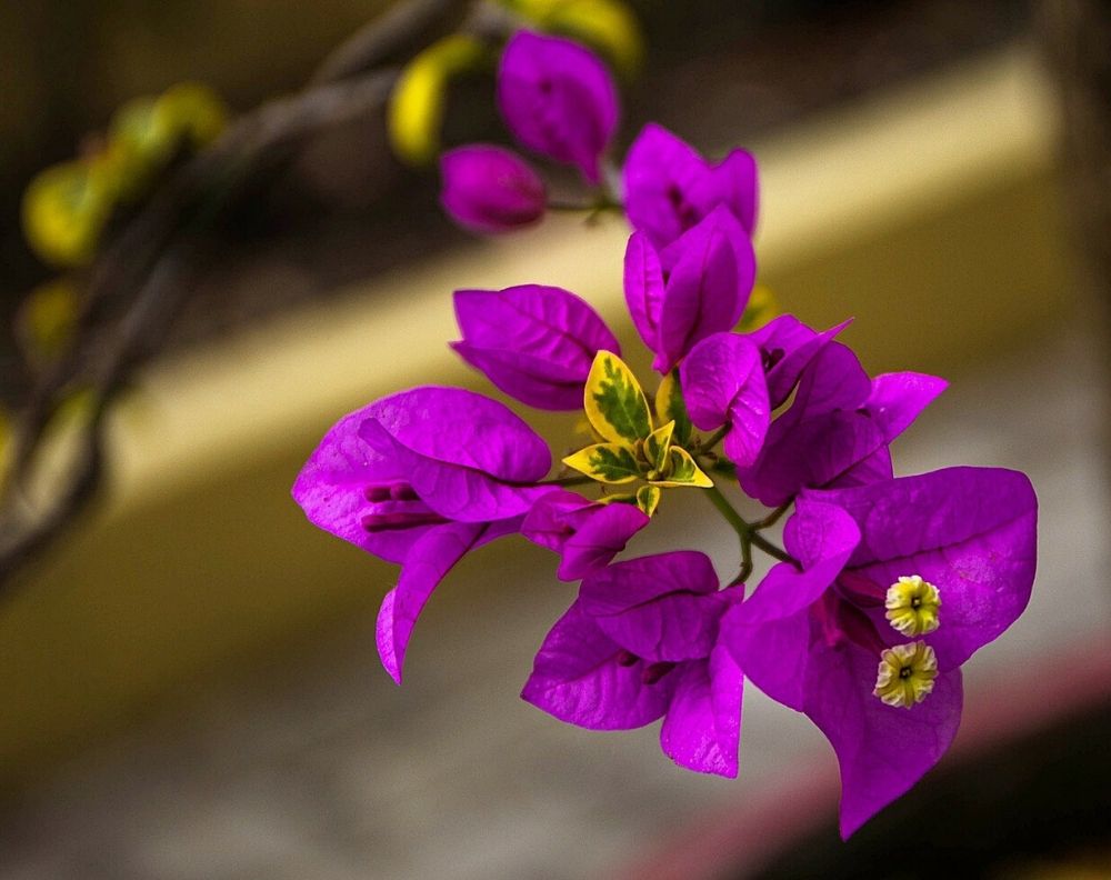 A closeup of a blooming Bougainvillea with purple pink flowers and yellow & green leaves