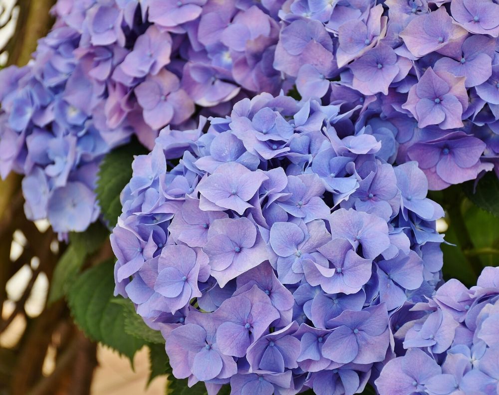 A closeup of a blooming purple Hydrangea bush. A few leaves are visible in the background.