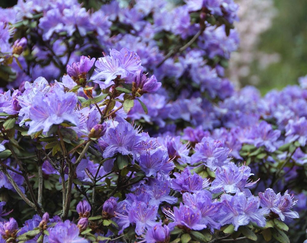 A purple rhododendron bush in full bloom. The blossoms are profuse and a periwinkle purple. 