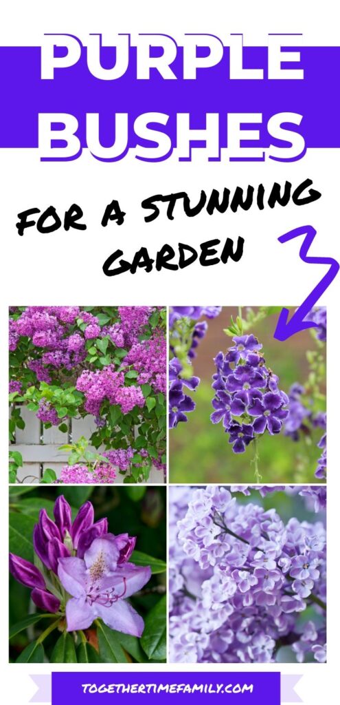 Text "purple bushes for a stunning garden" with an arrow pointing a a picture collage with four images showing a lilac bush in bloom, golden dewdrops, a purple rhododendron, and a closeup of purple lilacs